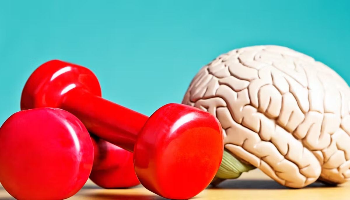 Why your muscle mass matters more than BMI for long-term brain health