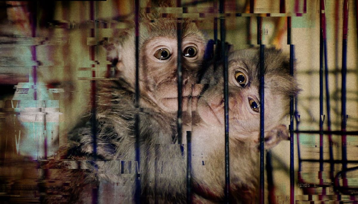 Florida man admits to distributing videos of monkey abuse