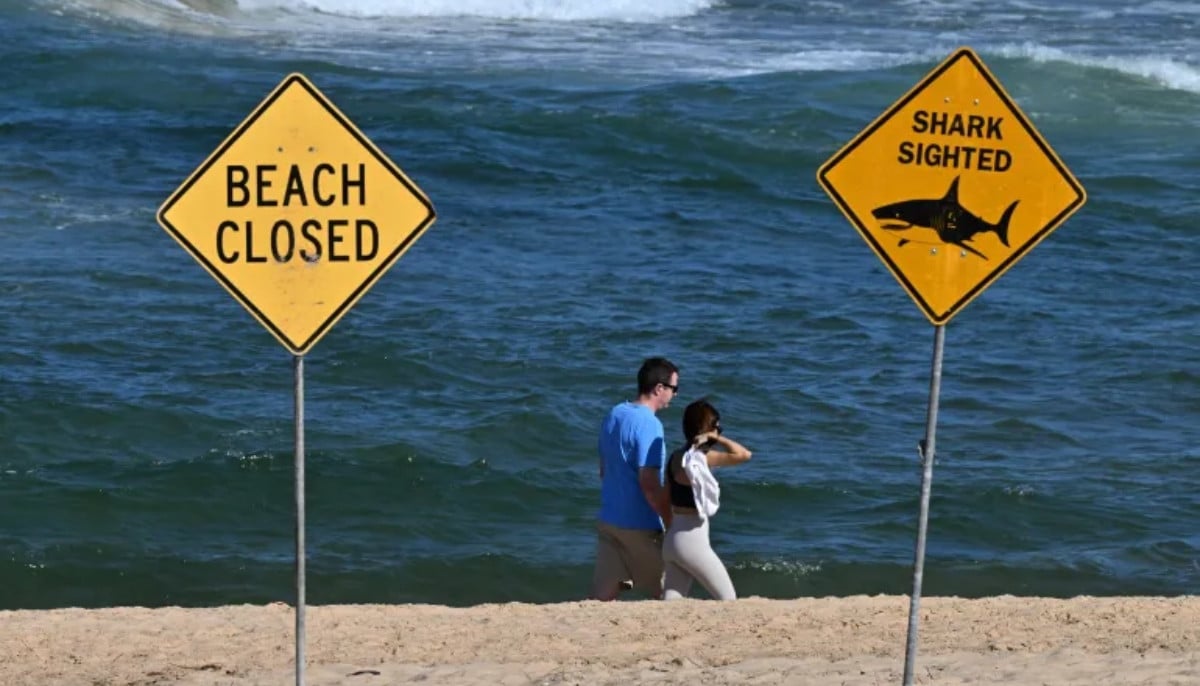 Shark attack near Lady Elliot Island leaves snorkeler seriously injured