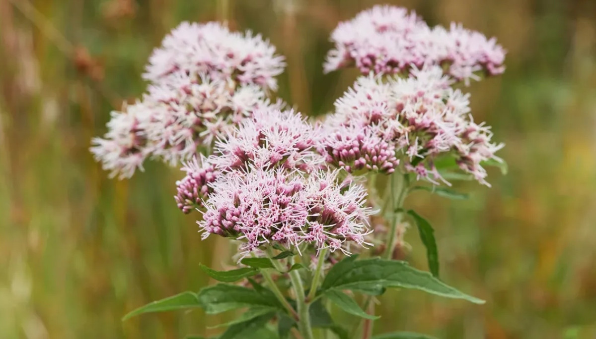 Can valerian improve sleep? experts discuss its benefits and limits