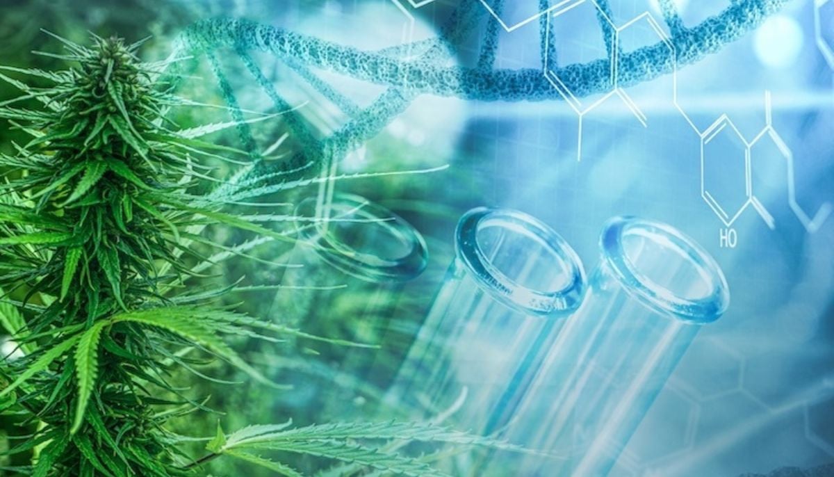 Scientists discover cannabis compounds can &amp;apos;reverse&amp;apos; fatty liver disease