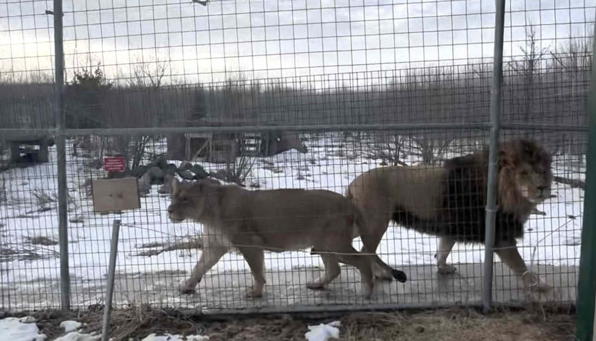 Young lion Kiros reunited with parents after illegal sale