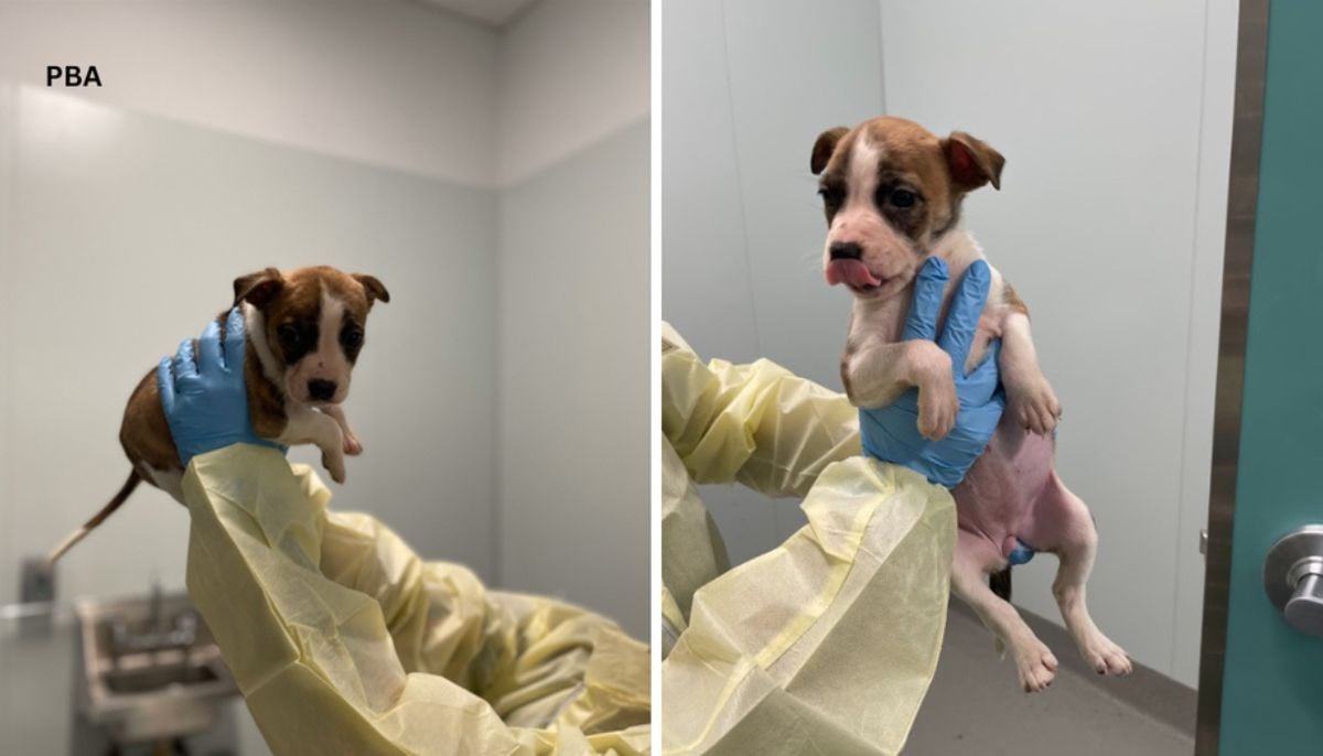 Iowa infant dies following fatal dog attack in Des Moines apartment