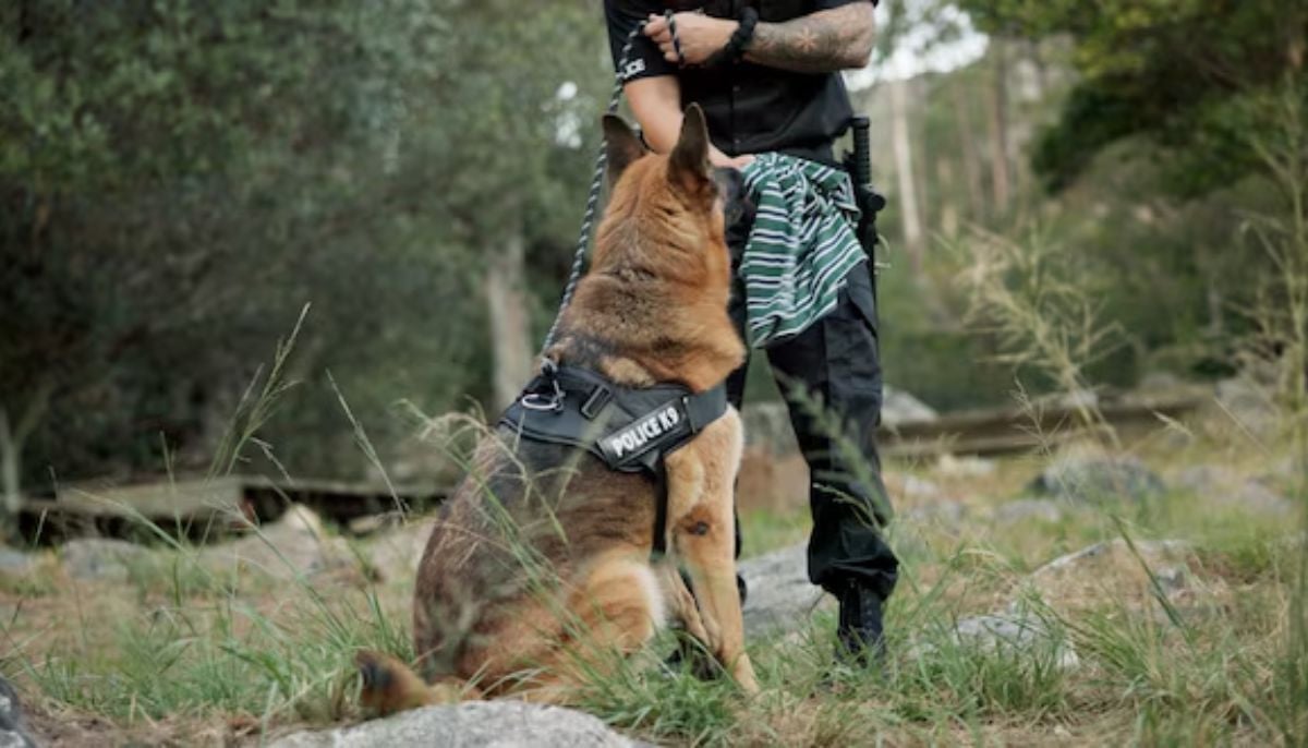 Man blames dog after fatally beating girlfriend, say prosecutors