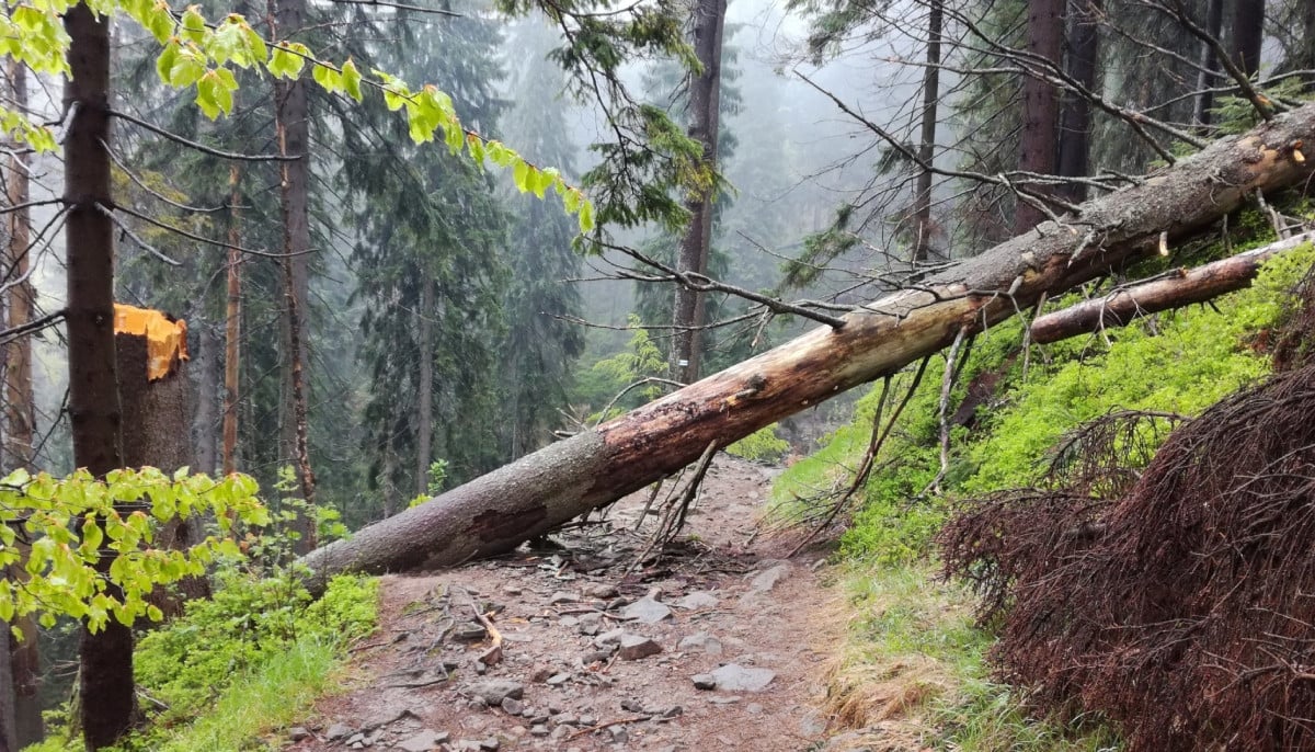 American tourist rushed to hospital after snake bite in French mountain rescue