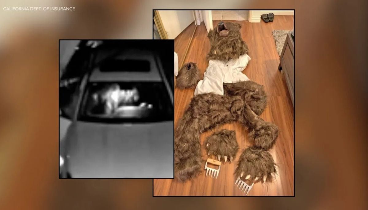 Operation Bear Claw suspects sentenced after dressing as bears for profit