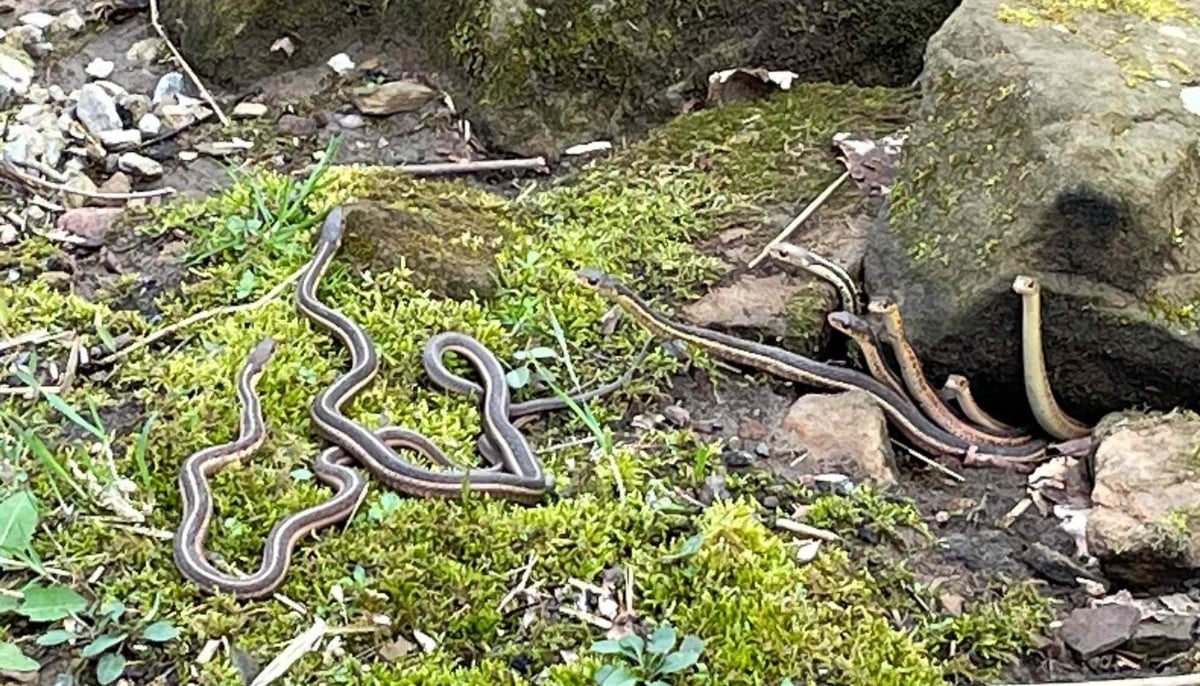 Rare wildlife scene in Ohio as garter snakes emerge from winter hibernation nest