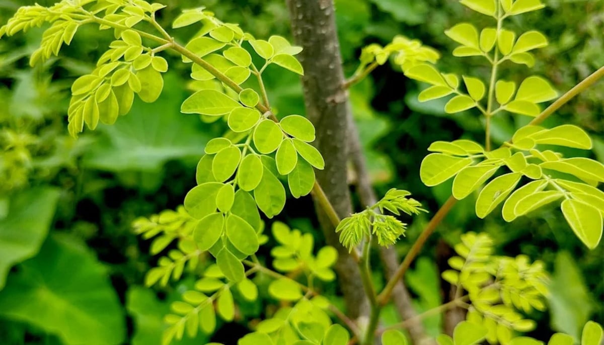 ‘Miracle Plant’  that may remove 98% of microplastics, study finds