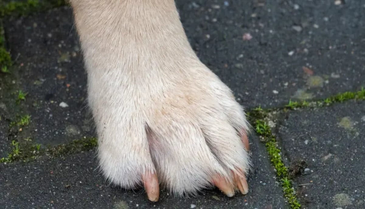 Infant dies, mother injured after dog attack at Portland Residence