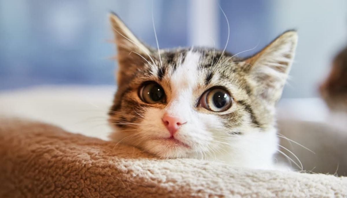 Expert insights into the cultural dominance of cats in the digital era