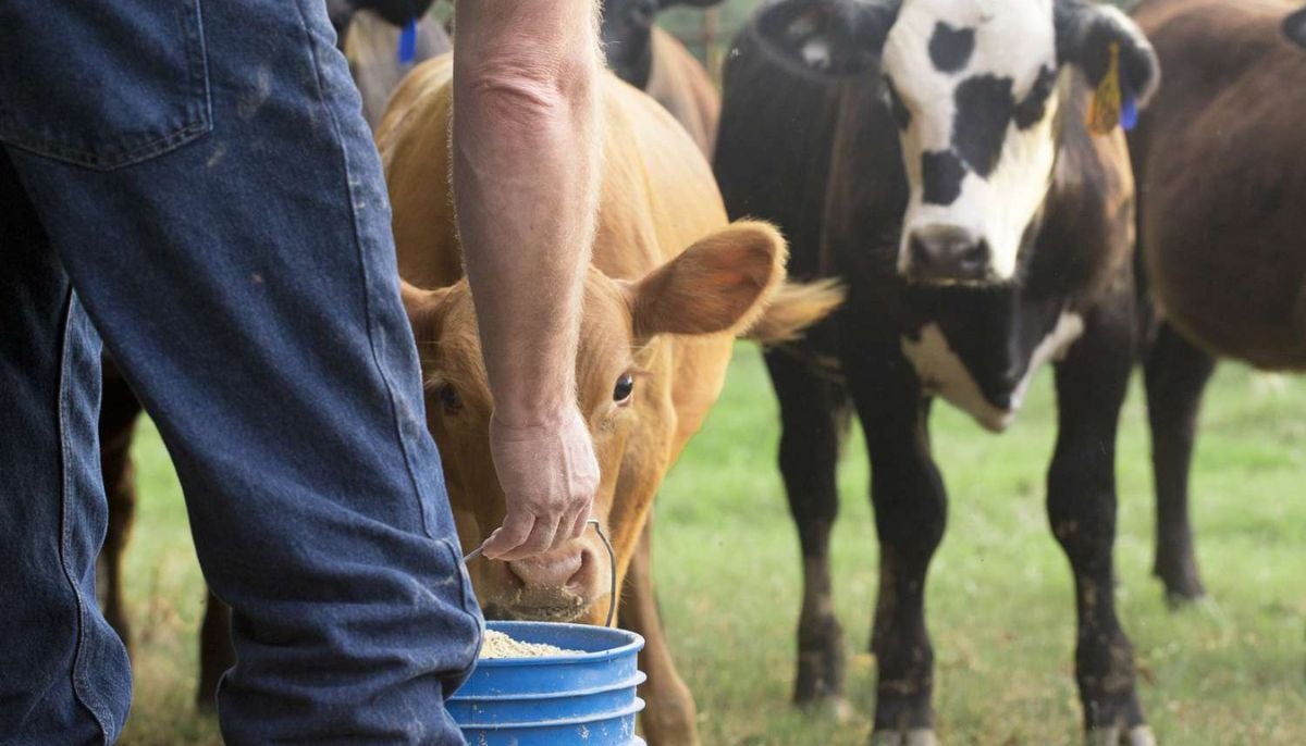 Dozens of calves vanish overnight from family farm in Mercer County