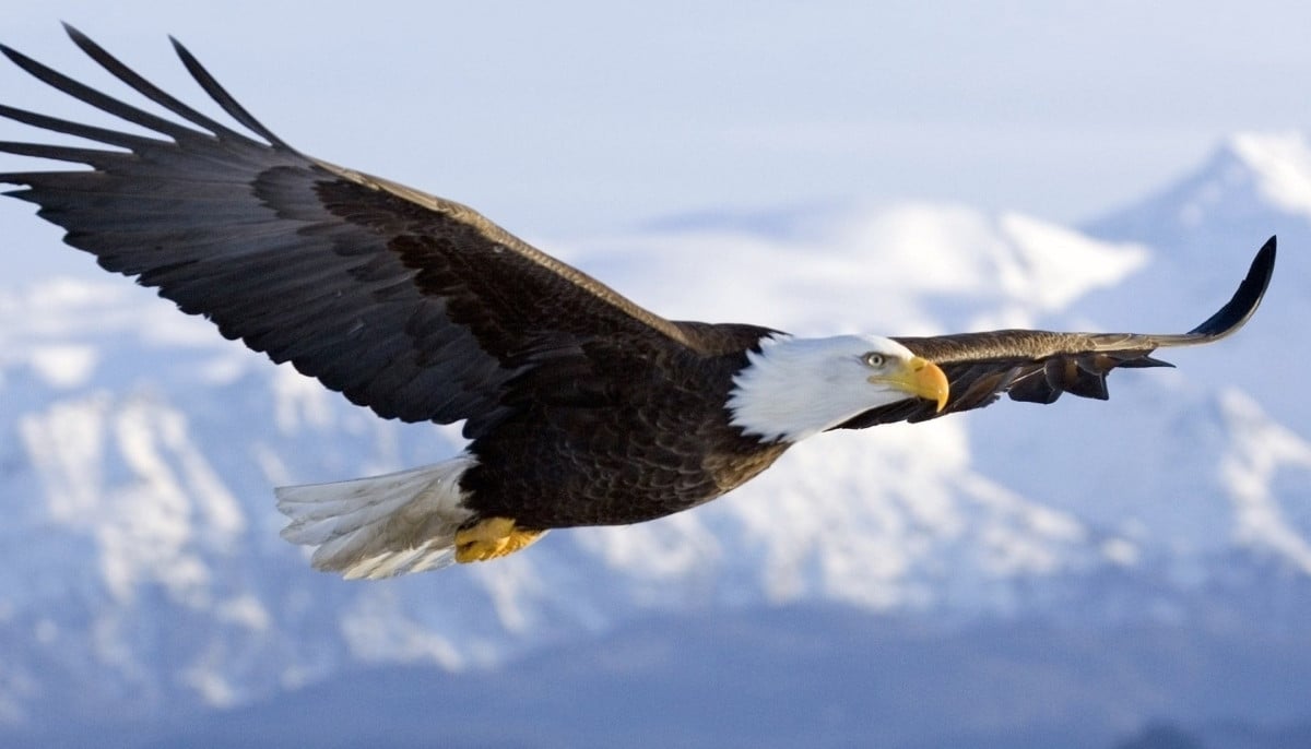 Caesar the Bald Eagle returns safely after storm disrupts Dollywood aviary