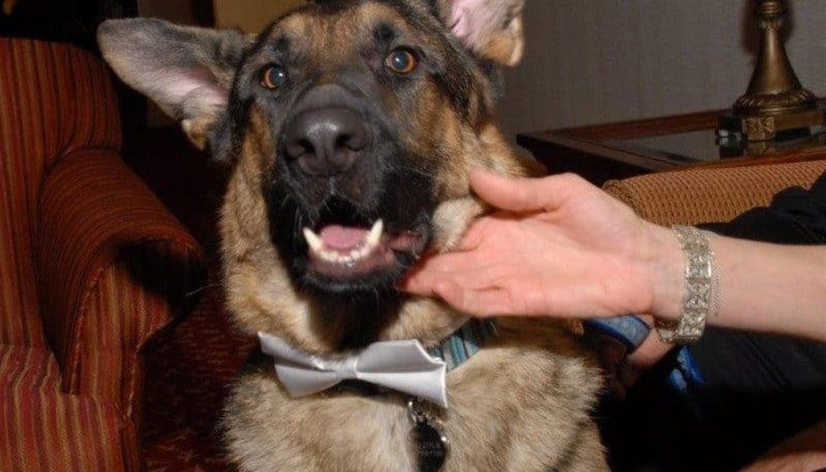 German Shepherd kills rabid Bobcat while saving owner in Arizona attack