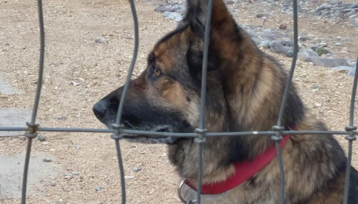 Heroic German Shepherd Moses saves owner during vicious Arizona bobcat attack