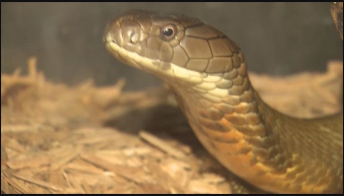 Snake handler flees from police on Hollywood Walk of Fame and abandons his reptiles