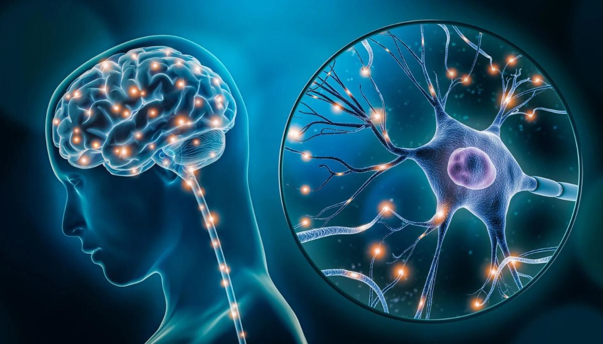 Scientists find psychopaths have a brain region that is 10% larger than other people