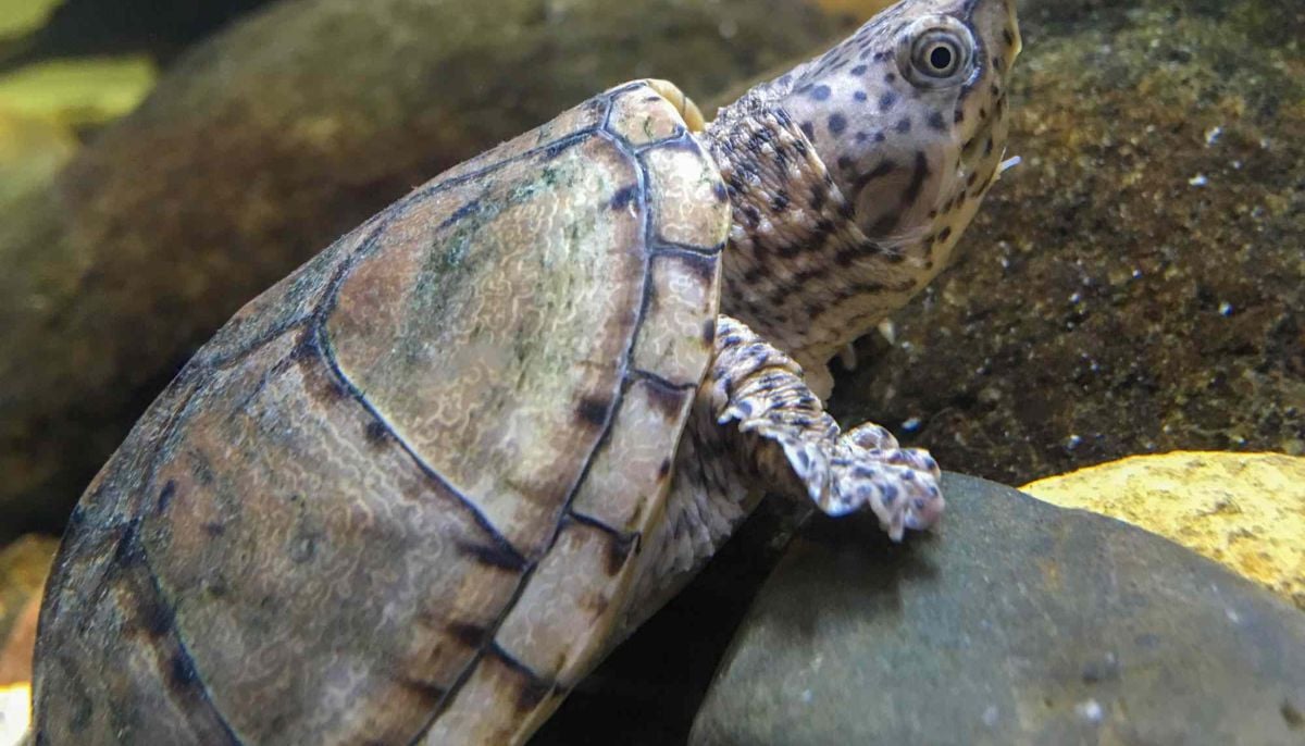 California man charged with attempted illegal export of 292 trafficked turtles