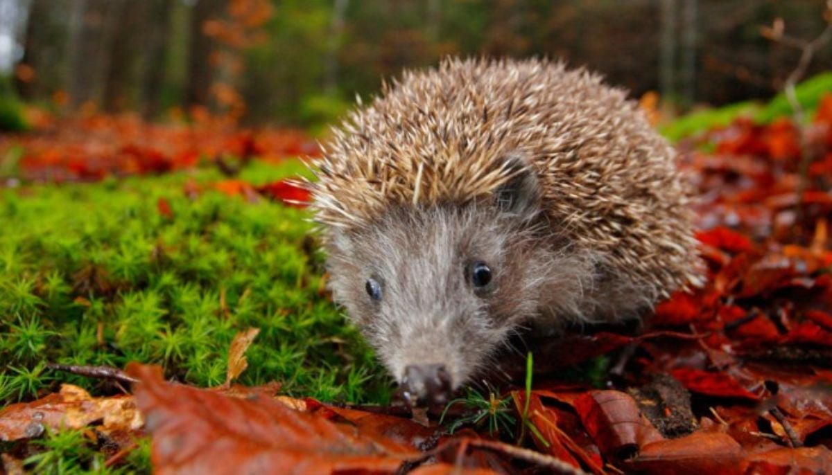 Satellites and AI track UK hedgehogs to combat decline