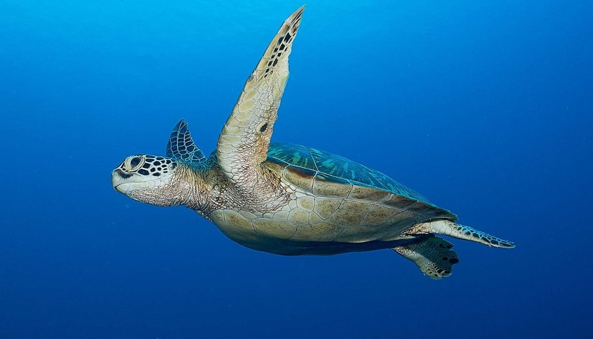 Nearly 2,000 Florida turtles allegedly poached and sold in $550K exotic pet trade scheme