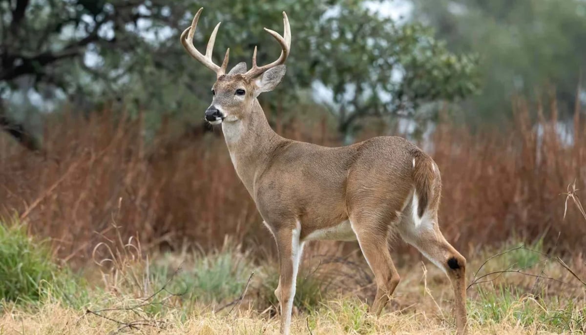 Texas authorities say man illegally killed 13 white-tailed bucks across three counties