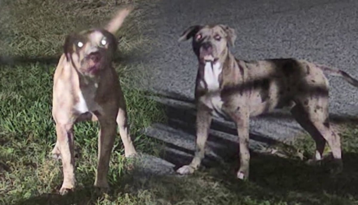 Florida dog attack leaves woman dead as investigation continues in Brevard County