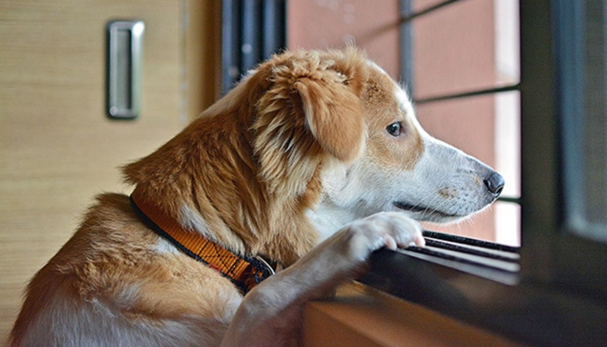 Five crystals that experts say may help ease your pet&amp;apos;s separation anxiety at home