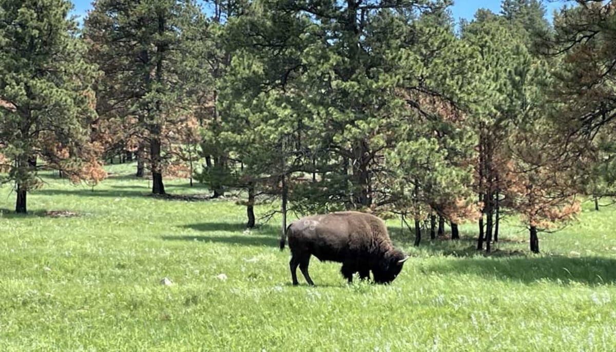 Tragedy in Custer State Park as bison fatally injures 70-year-old hiker