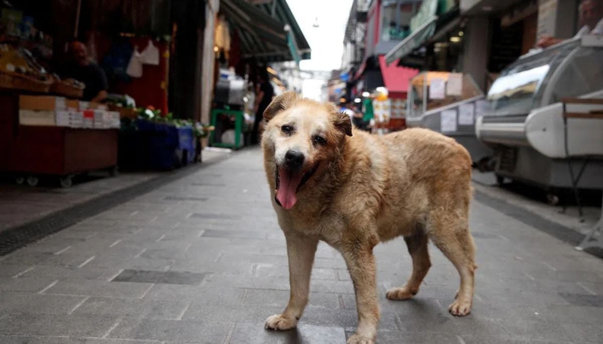 Vet shares simple guide to keeping stray animals safe and hydrated during brutal summer heatwaves