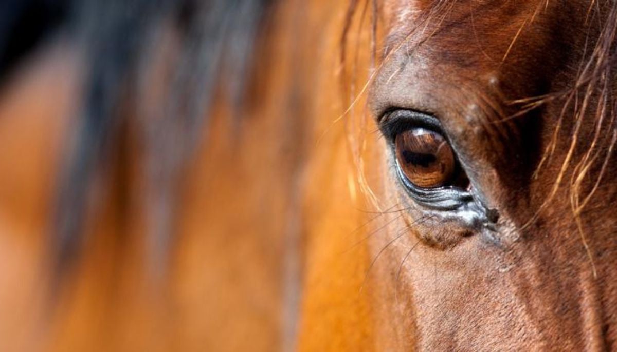 Teenage girl arrested after three horses were stabbed at a Nevada barrel race event