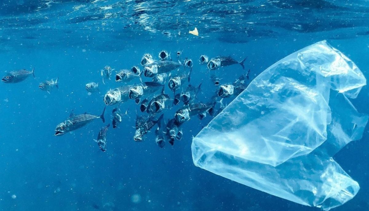 Over seven hundred smuggled marine animals arrive inside plastic bags in Argentina