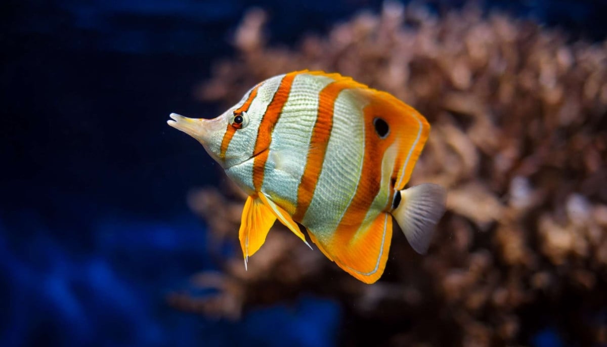 Over 700 marine animals found stuffed in plastic bags at Buenos Aires Airport