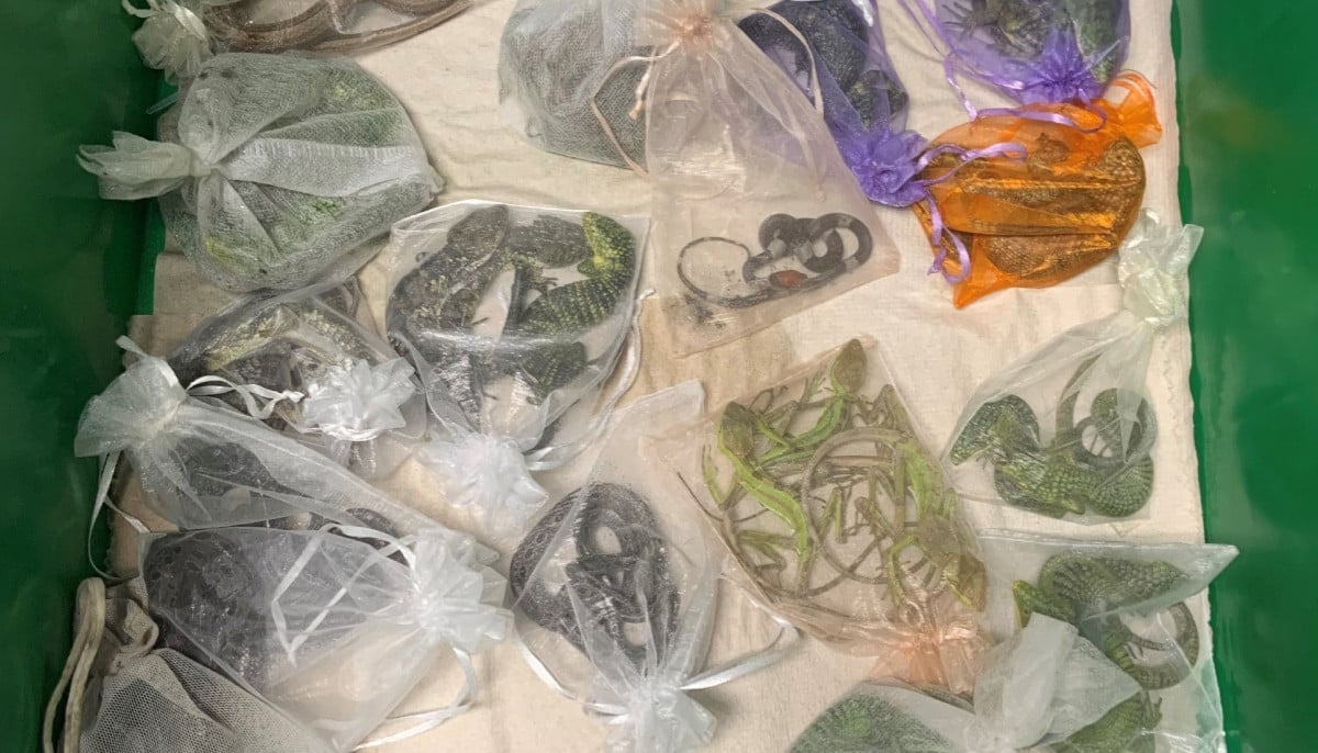 California man sentenced to over five years for smuggling 1,700 reptiles into U.S.