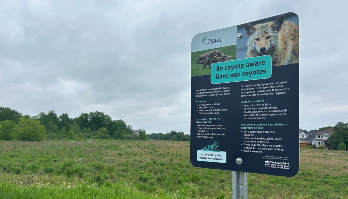 Teen injured after rare Coyote attack in Ottawa conservation park