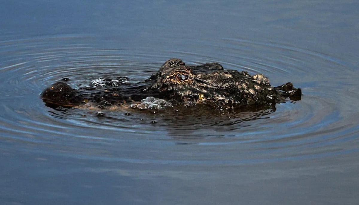 Louisiana driver injured after alligator attack during police chase following DWI stop