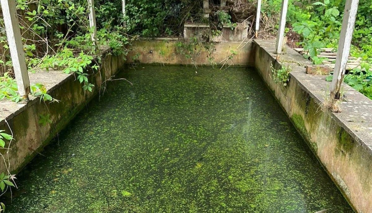 Investigation underway after 16 cats found dead in neglected UK garden pond