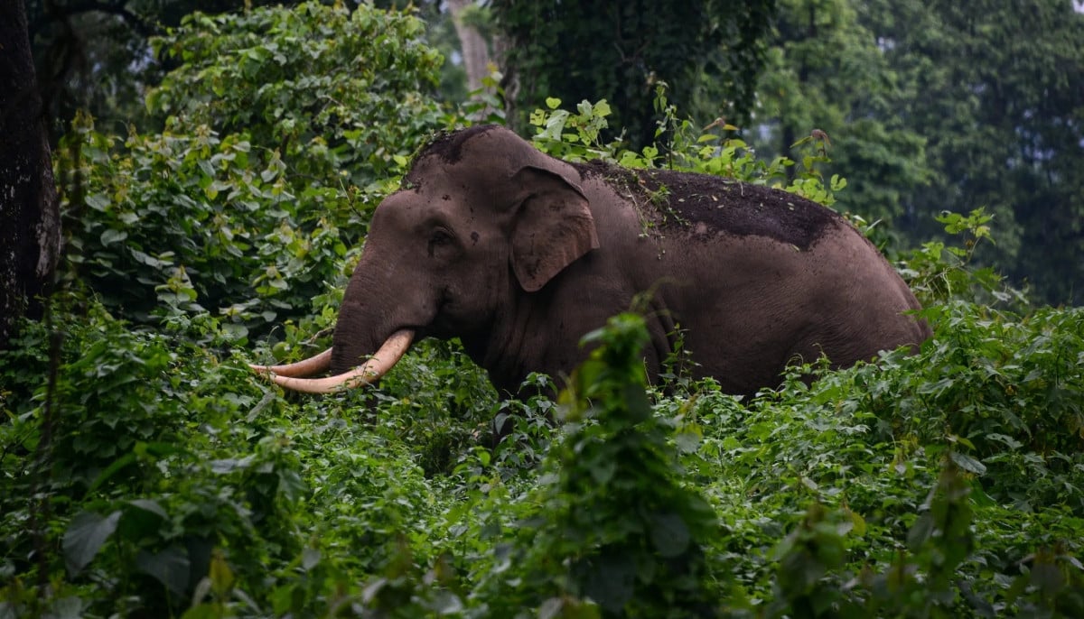 Woman fatally trampled by wild elephant as heavy fog obscures visibility in India