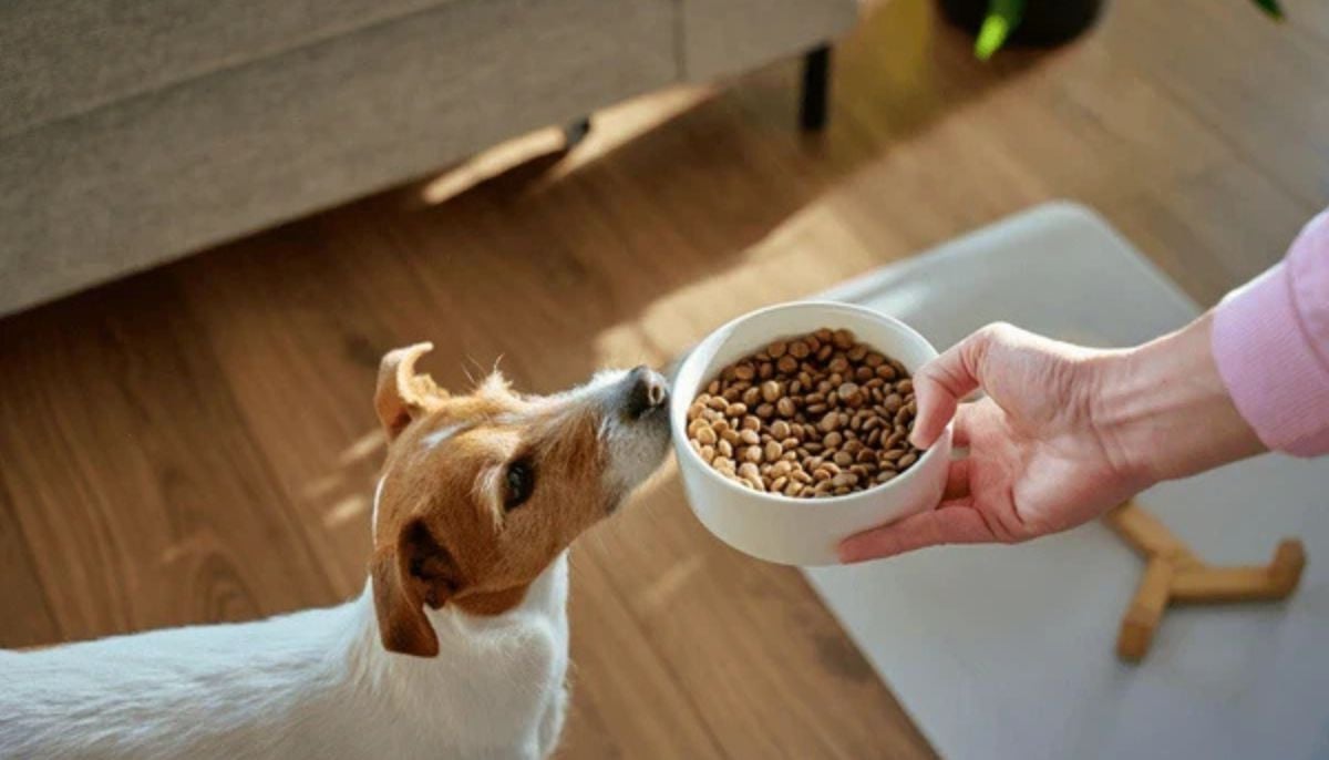 Pet owners are increasingly replacing conventional kibble with fresh, gourmet home-cooked meals