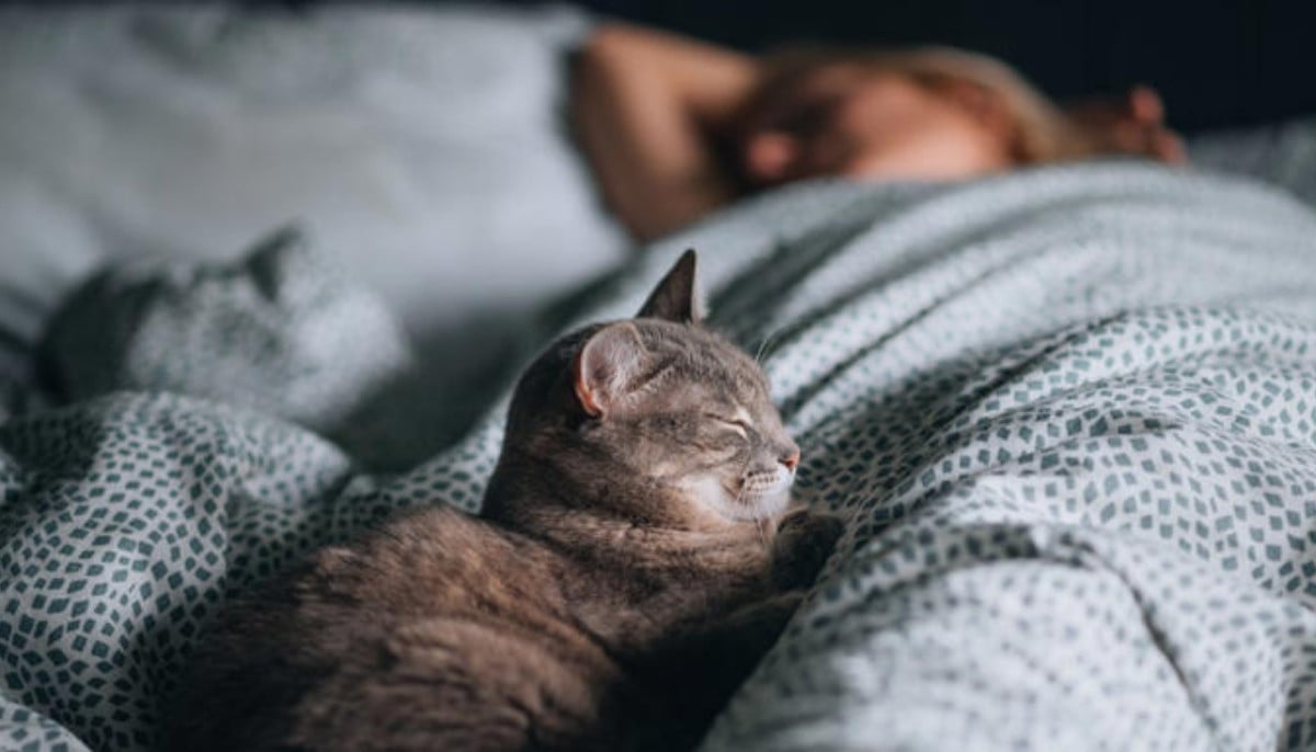 New study finds co-sleeping with pets may disrupt sleep quality