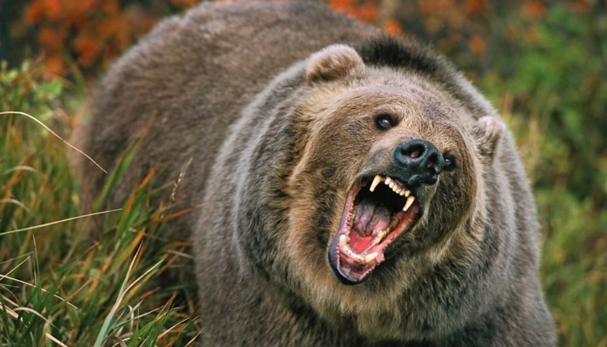 Alaska woman shoots black bear after attack injures dog during foraging trip