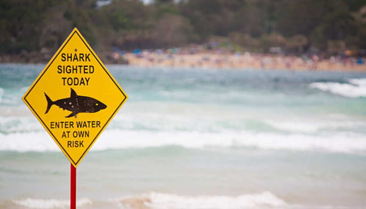 Eyewitness describes ‘thrashing’ scene after shark attack at Coogee beach
