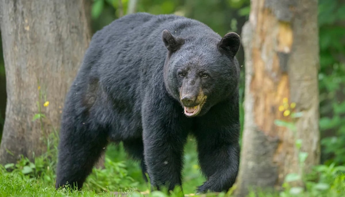 Woman uses gun to stop black bear attack that left her dog seriously injured in Alaska