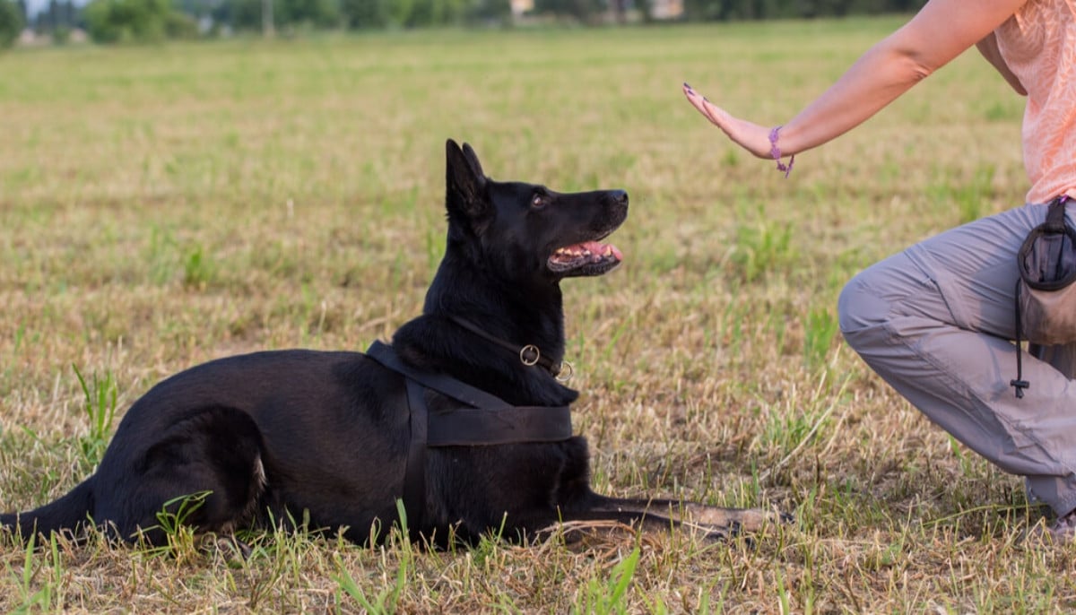 Dog trainer convicted of killing 11 dogs, cremating their remains