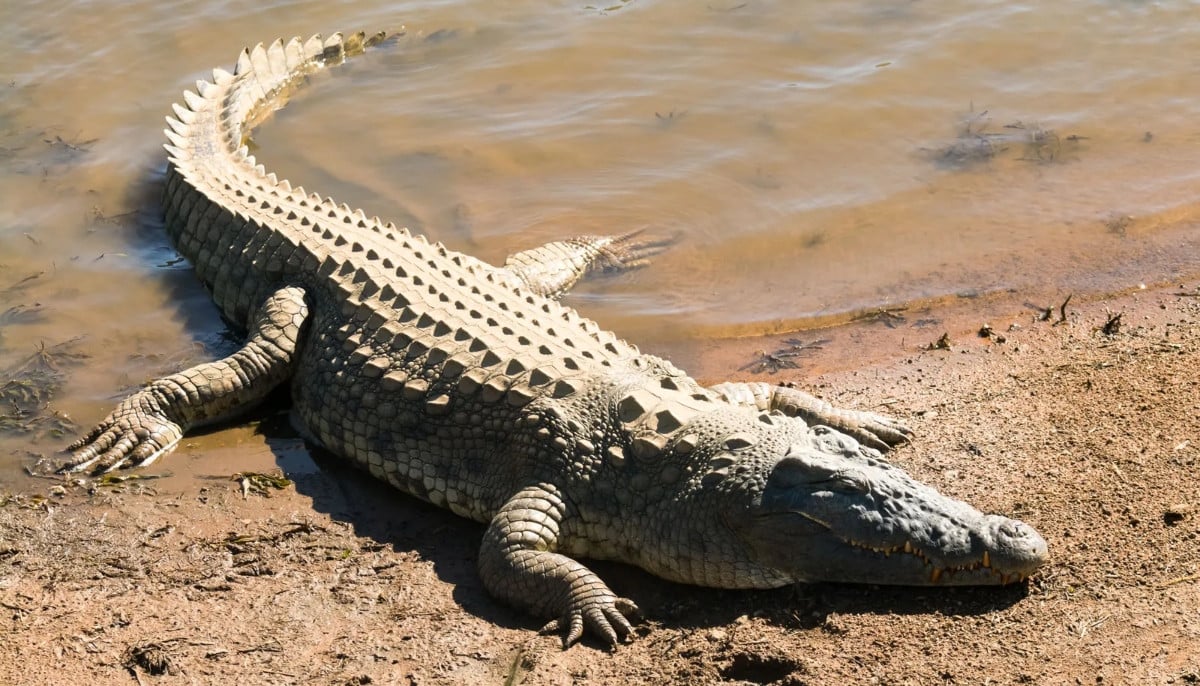 Man arrested after 3-year-old boy injured in crocodile enclosure incident