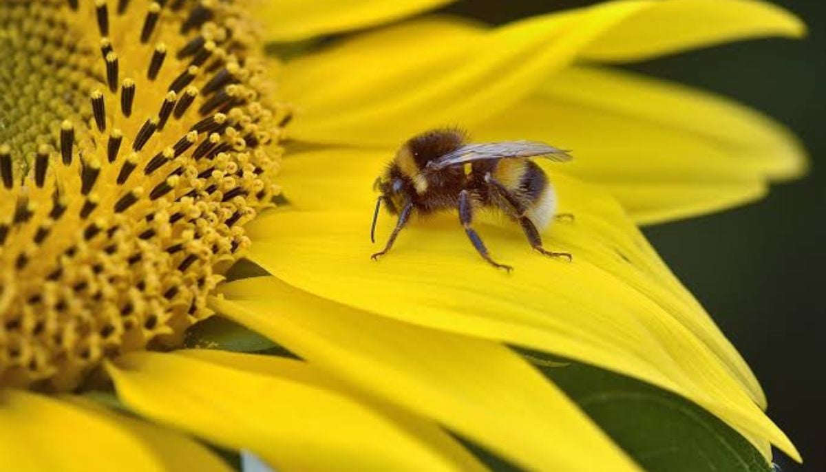 Researchers create first bee silk film for advanced materials