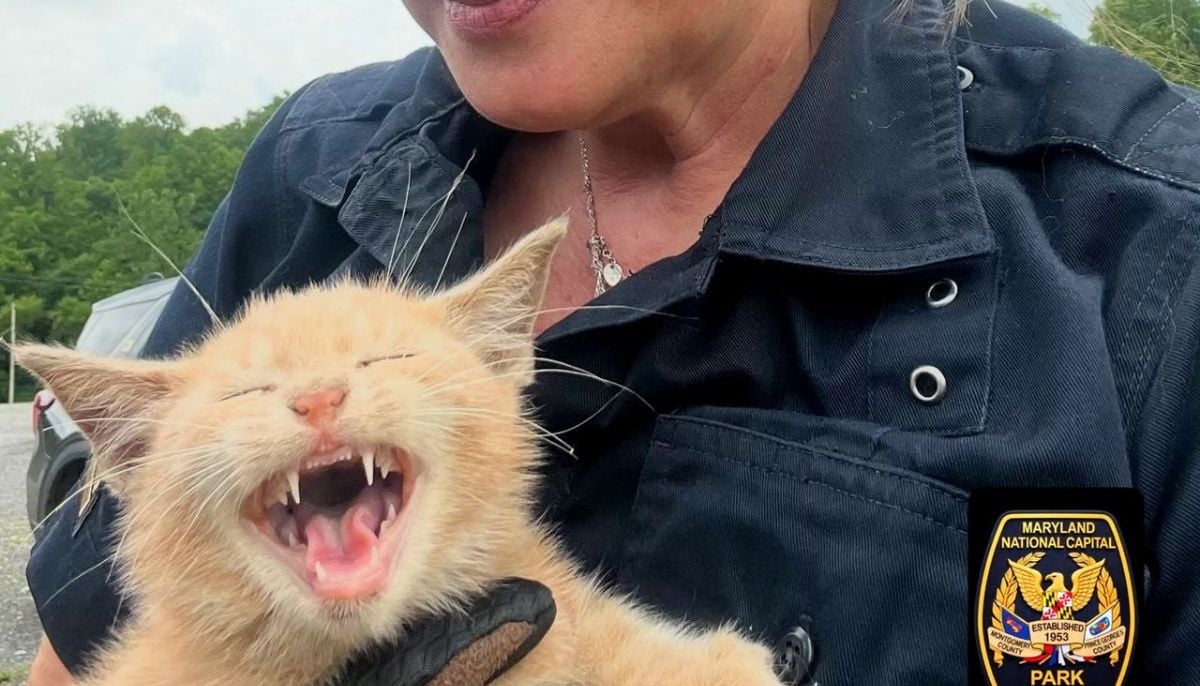 Man tries to rob Maryland bank using stolen kitten