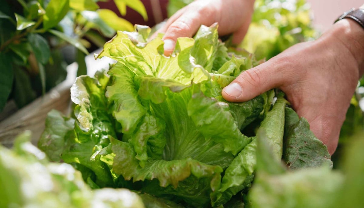 Cyclosporiasis outbreak: Lettuce under investigation as source