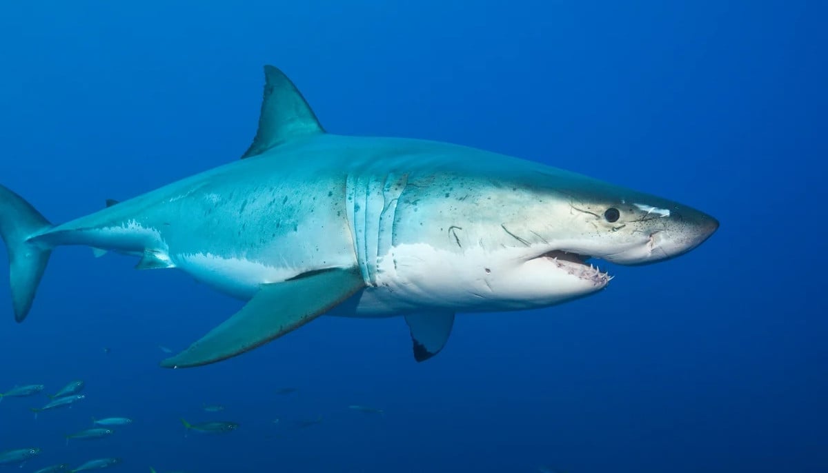 Diver airlifted to hospital after shark bite off Australian coast