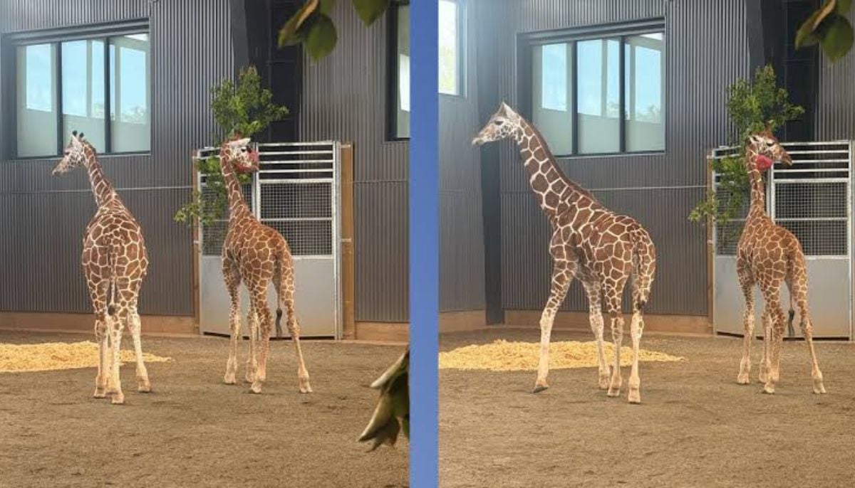 Missing Virginia giraffes found safe following criminal investigation
