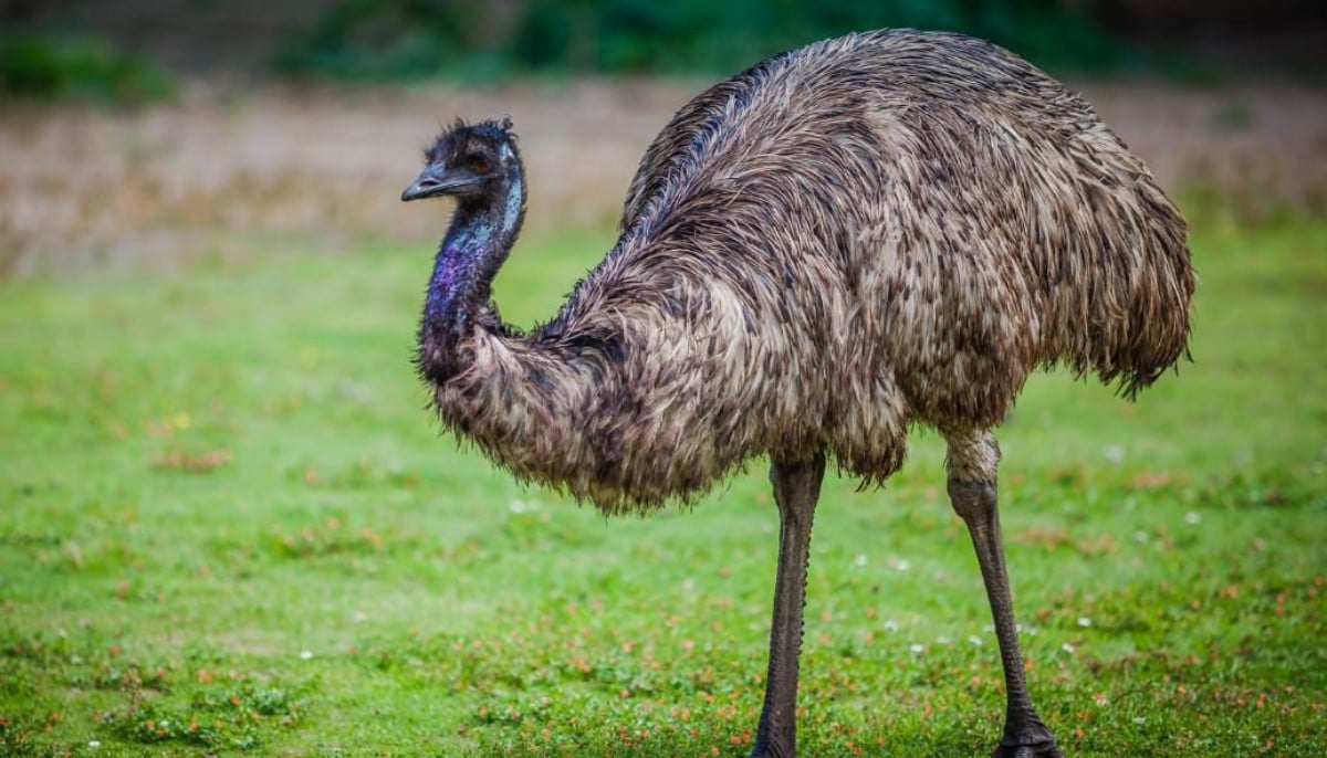 Pennsylvania family&amp;apos;s pet emu killed after alleged dog attack