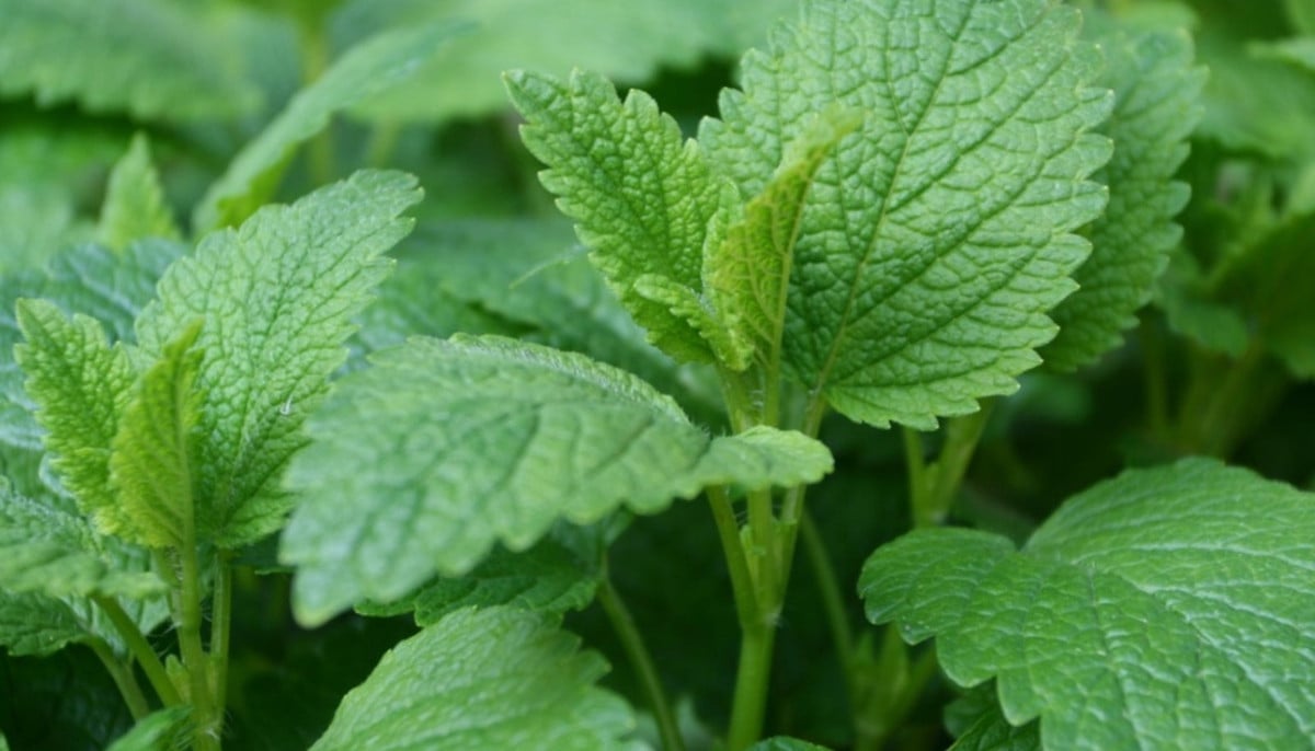 Can lemon balm improve sleep and anxiety? What research says